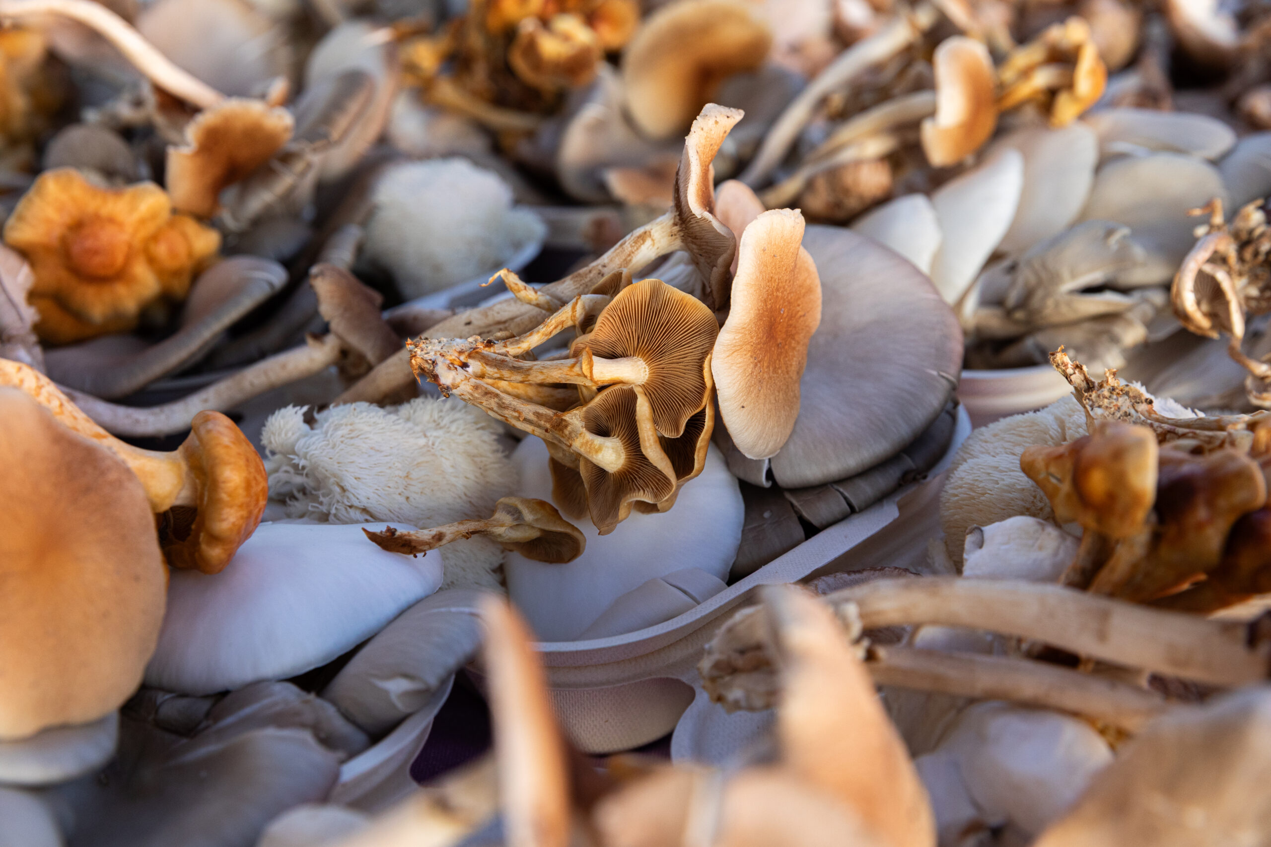 Image of Furst Class Fungi gourmet mushrooms photographed at South Pearl St Farmers Market in Denver, CO. Image taken by JL Marketing & Creative in Denver, CO.